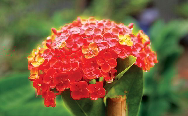 চট্টগ্রাম আউটার স্টেডিয়ামে বৃক্ষমেলার একটি স্টলে টবে লাগানো নজরকাড়া রঙ্গন ফুল l সৌরভ দাশ