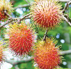 রামবুটান