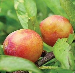 আলুবোখারা