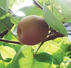 নাশপাতি