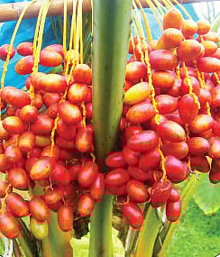 সৌদি খেজুর