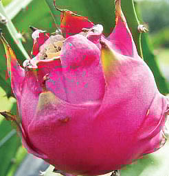 ড্রাগন ফল