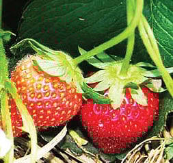 স্ট্রবেরি