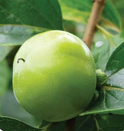 পার্সিমন