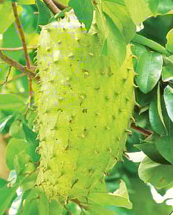 জংলি আতা