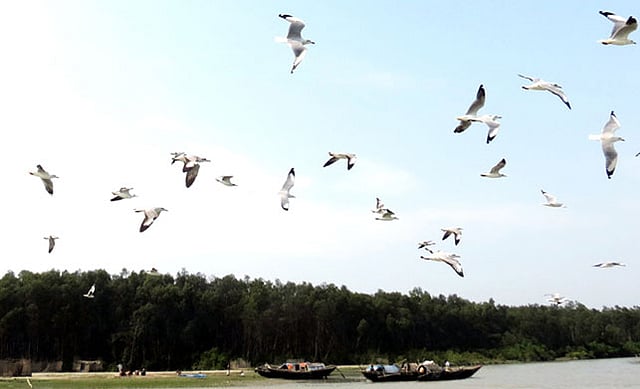 ভোলার কুকরি মুকরি এলাকায় উড়ছে সামুদ্রিক পাখিরা। ছবি: নেয়ামত উল্লাহ, ভোলা