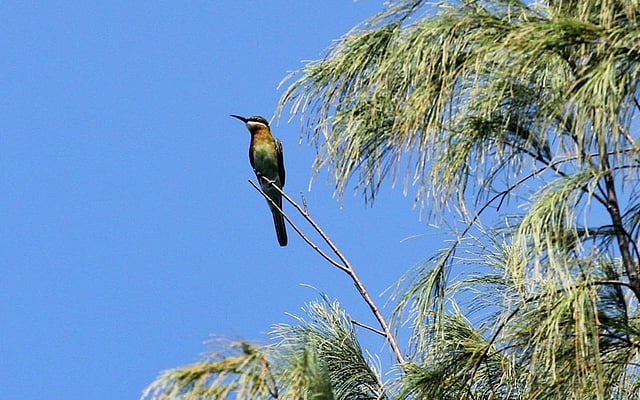গাছের ডগায় বসেছে এক পাখি। ছবি: সৌরভ দাশ, চট্টগ্রাম