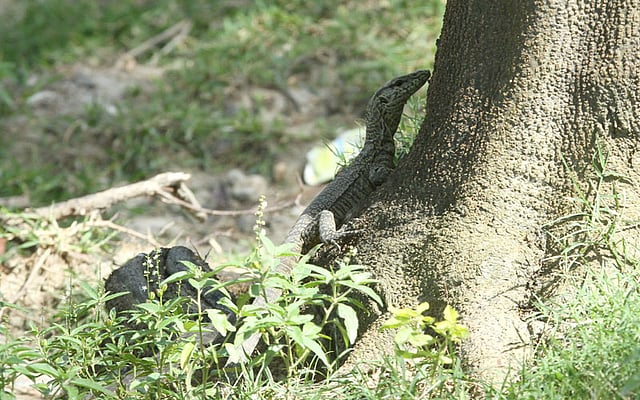 গাছের গোড়ায় গুই সাপের লুকোচুরি চলা। ছবি: সৌরভ দাশ, চট্টগ্রাম
