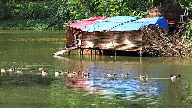 রাজধানীর ওসমানী উদ্যানের পূর্বপাশে অবৈধভাবে গড়ে তোলা হয়েছে হাঁস-মুরগির খামার। ছবিটি আজ দুপুরে তোলা। ছবি: সাইফুল ইসলাম