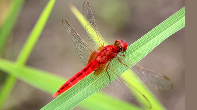 আমন ধানের খেতে সবুজ পাতায় বসে আছে একটি লাল গঙ্গাফড়িং। ছবিটি শুক্রবার বগুড়ার গাবতলী উপজেলার রামেশ্বরপুর তেজপাড়া গ্রাম থেকে তোলা। ছবি: সোয়েল রানা, বগুড়া