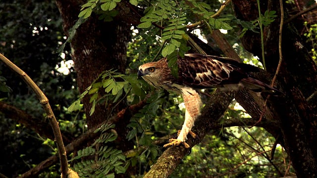 ইগল আজকাল খুব একটা চোখে পড়ে না। হঠাৎ​ করেই ময়মনসিংহ সদরের গোহাইলকান্দি এলাকায় দেখা মিলল এই পাখিটির। ছবি: জগলুল পাশা, ময়মনসিংহ