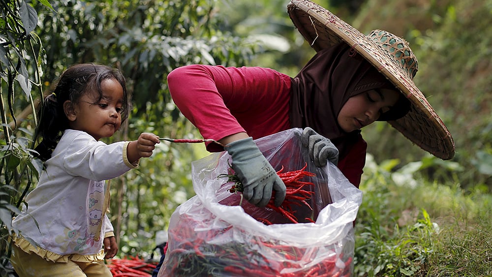 মাকে শুকনো মরিচ তুলে দিচ্ছে শিশুটি। ইন্দোনেশিয়ার পশ্চিম জাভায় সুকাভূমির কাছের এই গ্রামে প্রচুর শুকনো মরিচ ফলে। ছবিটি সাম্প্রতিক। ছবি: রয়টার্স