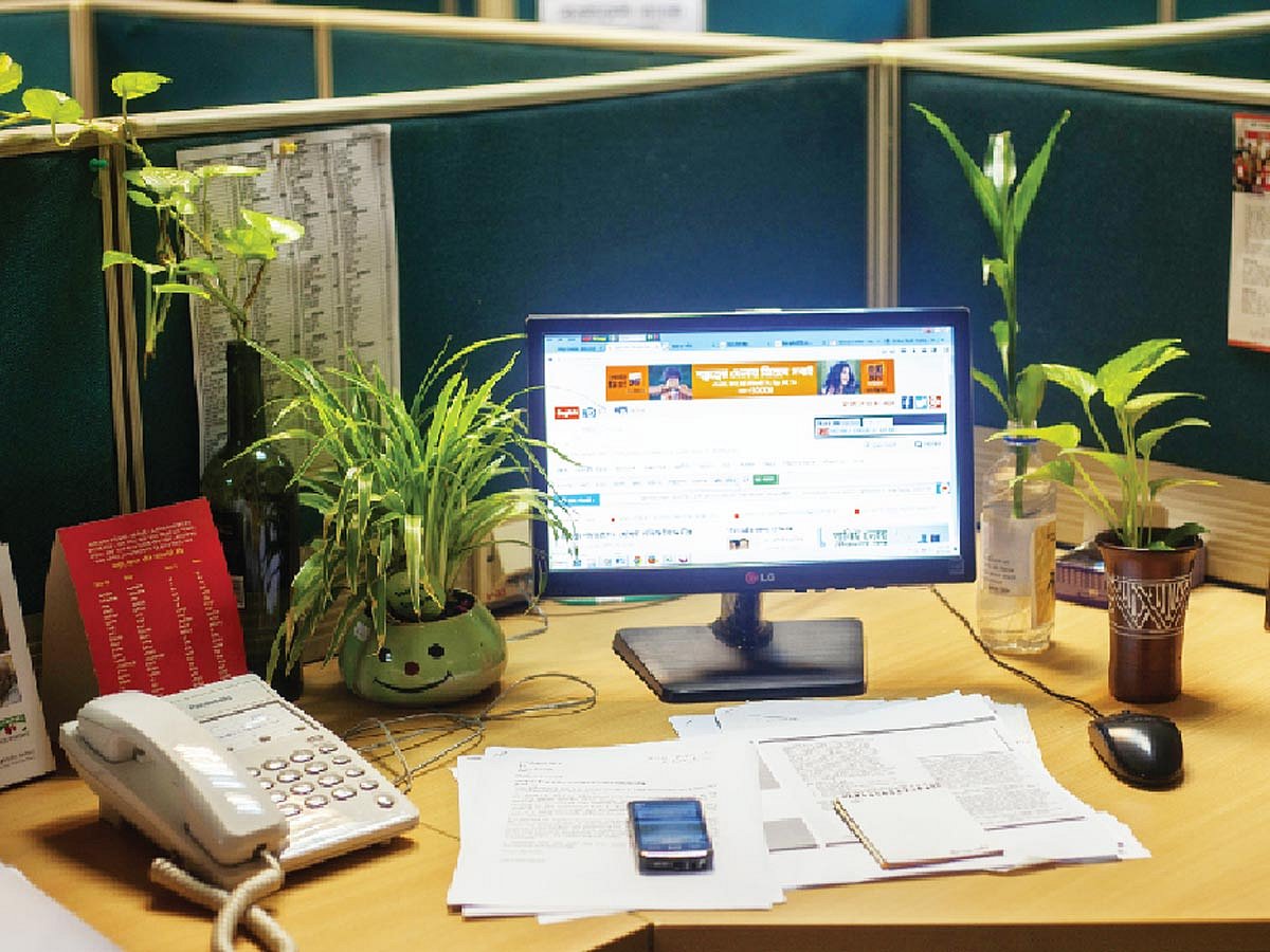 ছায়াবান্ধব ও কম পরিচর্যাতেই বাঁচে এমন গাছগুলো রাখতে পারেন অফিসে। ছবি: নকশা