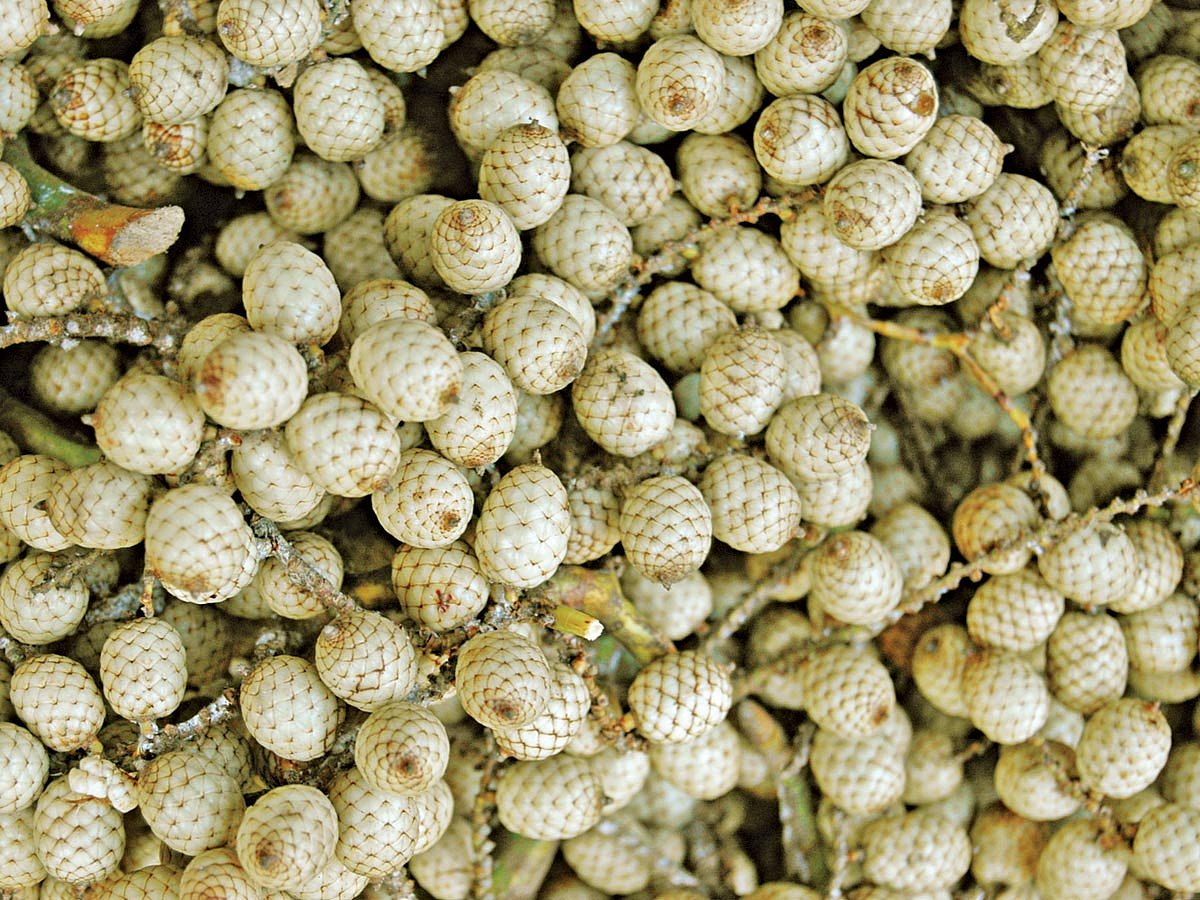 বেতফল l ছবি: লেখক