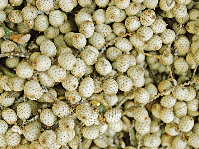 বেতফল l ছবি: লেখক