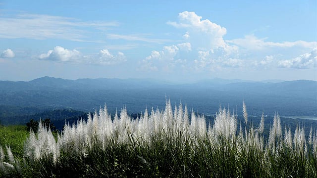 রাত শেষে মেঘের সঙ্গে সঙ্গে কাশফুল যেন ডানা মেলতে শুরু করেছে পাহাড় চূড়ায়। ছবি: সুপ্রিয় চাকমা, রাঙামাটি