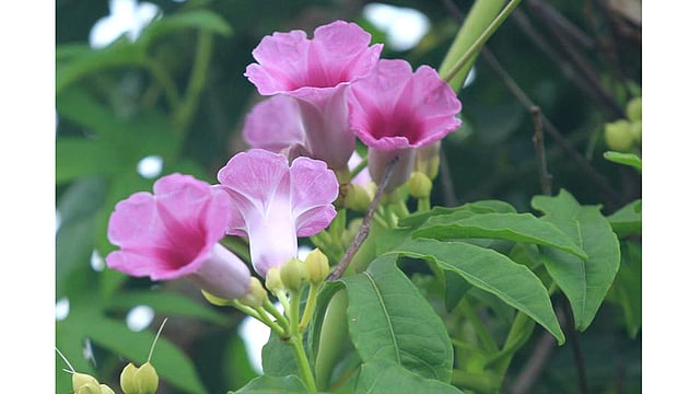 বুনোফুল কাটালী। উঁচু পাহাড়ের ঝোপজঙ্গলে বিশাল লম্বা লতায় থোকা থোকা হালকা বেগুনি রঙের ফুল। ছবিটি রাঙামাটির কলাবাগান পাহাড় থেকে তোলা। ছবি: সুপ্রিয় চাকমা, রাঙামাটি