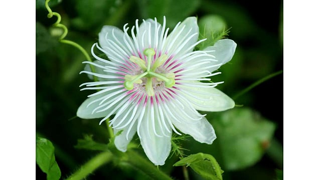 ঝুমকা লতা ফুল। বেগুনি, সাদা ও হালকা হলুদের মিশেলে এই ফুল। ছবিটি রাঙামাটির সাপছড়ি যৌথ খামার পাড়া থেকে তোলা। ছবি: সুপ্রিয় চাকমা, রাঙামাটি