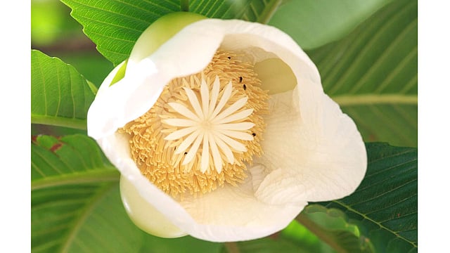 চালতা ফুল। বর্ষার শুরুতে ফোটে এই ফুল। ছবিটি রাঙামাটির মানিকছড়ি এলাকা থেকে তোলা। ছবি: সুপ্রিয় চাকমা, রাঙামাটি