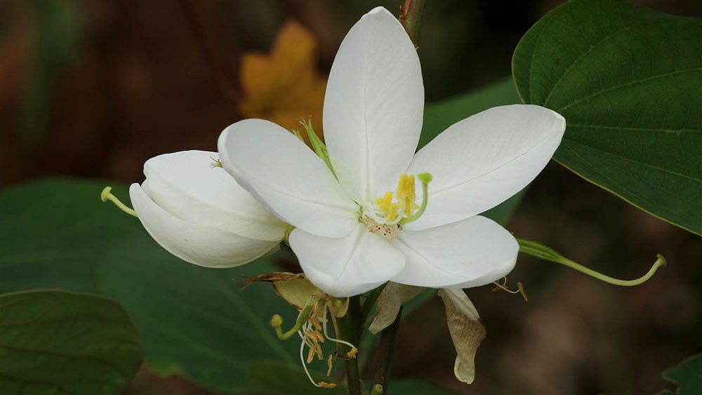 বুনোফুল শ্বেতকাঞ্চন। বর্ষায় বন-বাদারে দেখা মেলে এই ফুলের। সাদার মাঝে হালকা হলুদ মঞ্জুরি। ছবিটি রাঙামাটির শহরতলির শিমুজ্যাছড়া এলাকা থেকে তোলা। ছবি: সুপ্রিয় চাকমা, রাঙামাটি