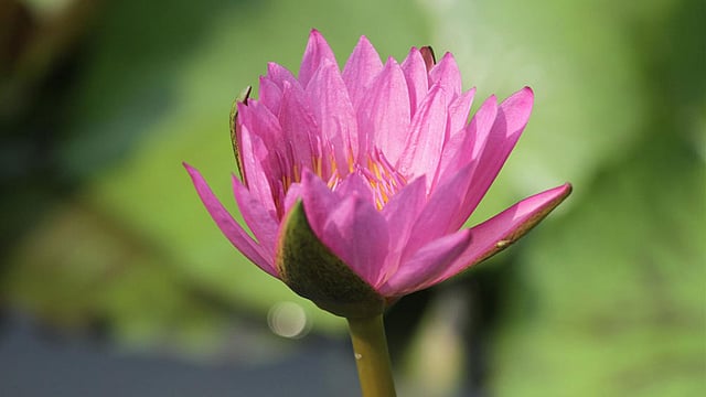 নীল কমল। এই ফুল ফোটে বর্ষা ও শরতে। ছবিটি রাঙামাটির শুকড়ছড়ি এলাকা থেকে তোলা। ছবি: সুপ্রিয় চাকমা, রাঙামাটি