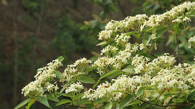বুনোফুল কুরুক এটি। বর্ষায় পাহাড়ে মাঝারি আকারের গাছে ফোটে এই ফুল। সুগন্ধি ছড়ায় চারদিকে। ছবিটি রাঙামাটির সাদনাপুর বন ভাবনা কেন্দ্র এলাকা থেকে তোলা। ছবি: সুপ্রিয় চাকমা, রাঙামাটি