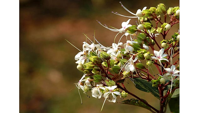 বনজুঁই ফুল। ছবিটি রাঙামাটি-চট্টগ্রাম সড়কের কলাবাগান এলাকা থেকে তোলা। ছবি: সুপ্রিয় চাকমা, রাঙামাটি