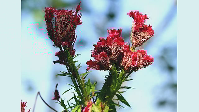পাহাড়ে থোকায় থোকায় ফুটেছে মোরগফুল। ছবিটি রাঙামাটির কাপ্তাই উপজেলার ওয়াগ্গা ইউনিয়নের বড় পাগলী পাড়া থেকে তোলা। ছবি: সুপ্রিয় চাকমা, রাঙামাটি
