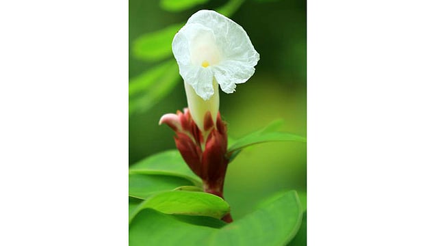 বুনোফুল কেতকী। বর্ষা মৌসুমে পাহাড়ের ঝোপঝাড়ে ফোটে এই ফুল। ছবিটি রাঙামাটির সাধনাপুর বন ভাবনা কেন্দ্র এলাকা থেকে তোলা। ছবি: সুপ্রিয় চাকমা, রাঙামাটি