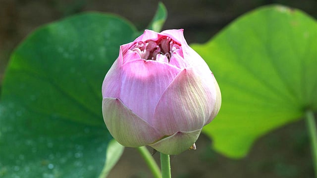 ফোটার অপেক্ষায় পলাশ পদ্ম ফুল। সাধারণত বর্ষায় ​ফুটে এই ফুল। ছবিটি রাঙামাটির শুকড়ছড়ি পাড়া থেকে তোলা। ছবি: সুপ্রিয় চাকমা, রাঙামাটি