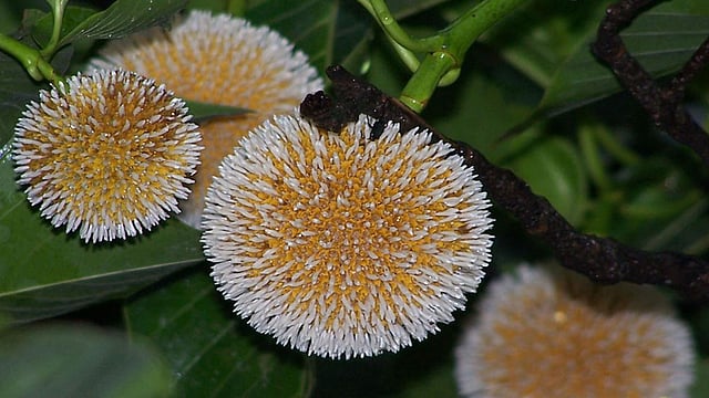 কদম ফুল যেন বর্ষার প্রতিচ্ছবি। সবুজ পাতার মাঝে হলুদ-সাদার যুগলবন্দী। ছবিটি রাঙামাটি শহরের কলেজ গেট এলাকা থেকে তোলা। ছবি: সুপ্রিয় চাকমা, রাঙামাটি
