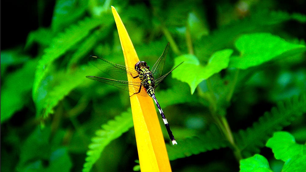 প্রকৃতির এই অপরূপ দৃশ্যটি ময়মনসিংহ শহরের কেওয়াটখালী এলাকা থেকে তোলা। ছবি: জগলুল পাশা