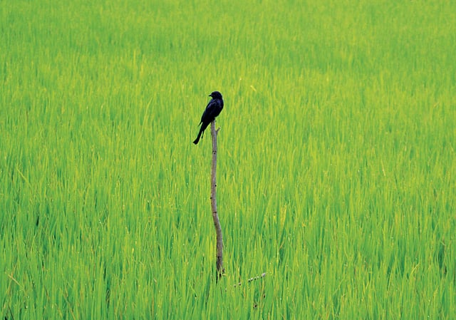 পোকামাকড়ের সন্ধানে ধানের জমিতে পুঁতে রাখা গাছের ডালে এসে বসেছে পাখি। দীঘিনালার বিভিন্ন এলাকার ধানখেতে এখন এমন গাছের ডাল বা বাঁশের কঞ্চি চোখে পড়ে। পাখির মাধ্যমে পোকা দমনের এ পদ্ধতির নাম পার্চিং l প্রথম আলো