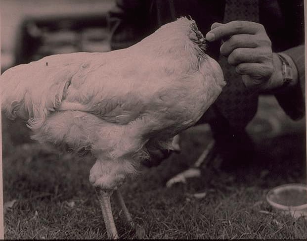 মুণ্ডুহীন মুরগি মাইক