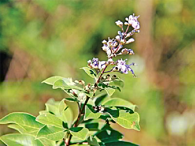সাগর নিশিন্দা