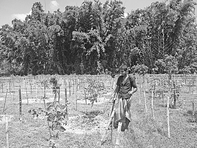 নিজের জমিতে কাজ করছেন মহব্বতপুরের কৃষক নাজমুল