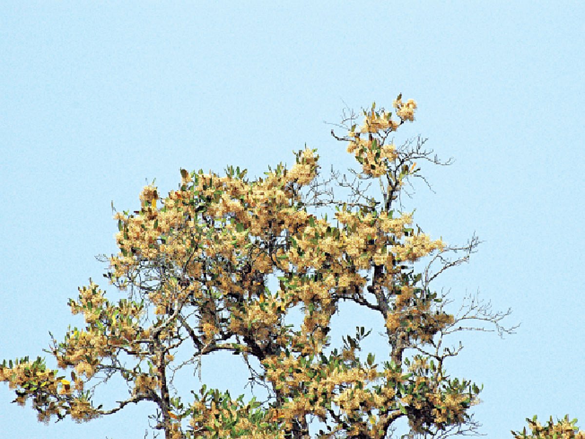 গাছভরা সুন্দরী ফুল। সুন্দরবনের চাঁদপাই এলাকা থেকে তোলা l ছবি: লেখক