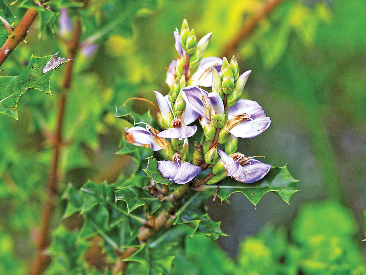 হারগোজা ফুল, সুন্দরবন থেকে তোলা l ছবি: লেখক