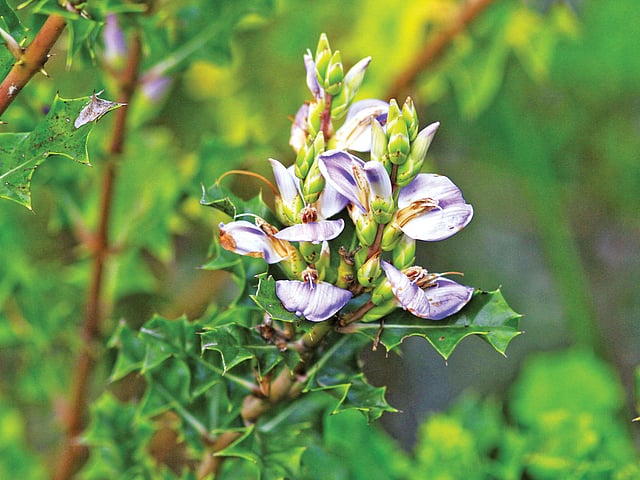 হারগোজা ফুল, সুন্দরবন থেকে তোলা l ছবি: লেখক
