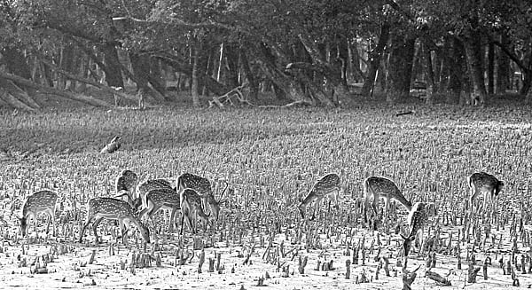 সুন্দরবনের হরিণ ছবি: জিয়া ইসলাম