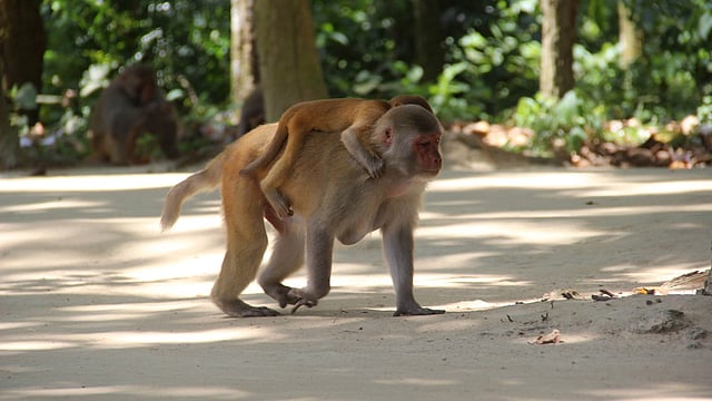 মায়ের পিঠে নির্ভার শাবক। ছবি: জগলুল পাশা, ময়মনসিংহ