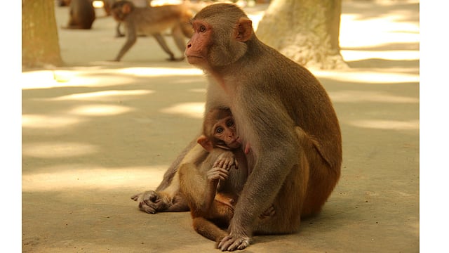 মায়ের কোলই সন্তানদের নিরাপদ স্থান। শিশু বানরকে খাওয়াচ্ছে মা। ছবি: জগলুল পাশা, ময়মনসিংহ