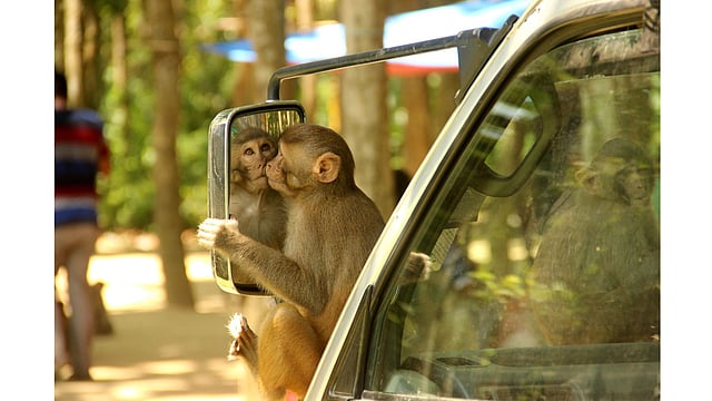 দর্শনার্থীদের বহন করা মাইক্রোবাসের আয়নায় নিজের মুখচ্ছবিতে আদর করছে বানর। ছবি: জগলুল পাশা, ময়মনসিংহ