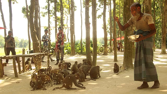 স্থানীয় এক ব্যক্তি মুড়ি ছিটিয়ে বানরদের খাওয়াচ্ছেন। ছবি: জগলুল পাশা, ময়মনসিংহ