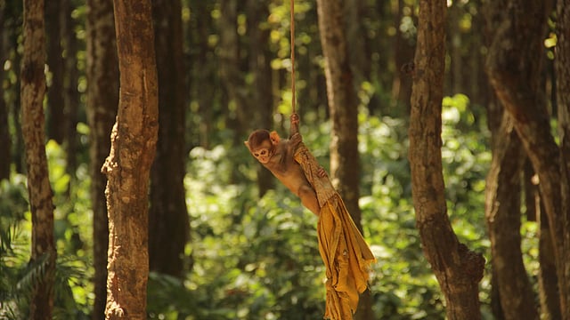 বানরের ঝুলে থাকা যেন টারজানের মতোই। ছবি: জগলুল পাশা, ময়মনসিংহ