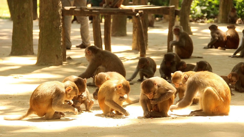 ময়মনসিংহের ফুলবাড়িয়া উপজেলায় সন্তোষপুর গ্রামের বনবিট-সংলগ্ন এলাকায় দুই শতাধিক বানরের বিচরণ। ছবিটি সম্প্রতি তোলা। ছবি: জগলুল পাশা, ময়মনসিংহ