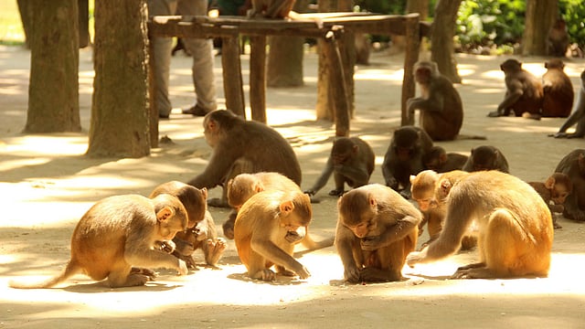 ময়মনসিংহের ফুলবাড়িয়া উপজেলায় সন্তোষপুর গ্রামের বনবিট-সংলগ্ন এলাকায় দুই শতাধিক বানরের বিচরণ। ছবিটি সম্প্রতি তোলা। ছবি: জগলুল পাশা, ময়মনসিংহ