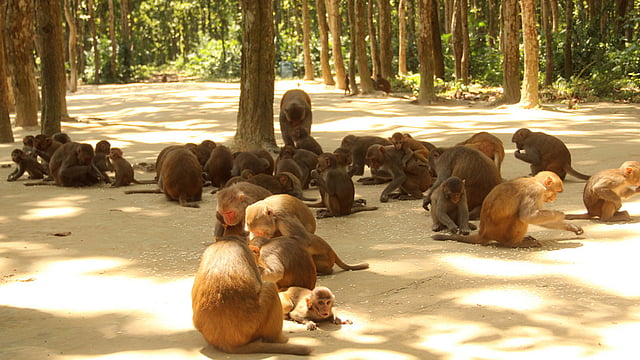 দুপুরের খাওয়া শেষ তাই অলস সময় কাটাচ্ছে বানর। ছবি: জগলুল পাশা, ময়মনসিংহ