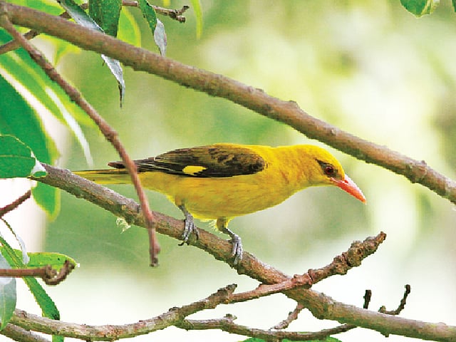 আমগাছের ডালে বসা ইউরেশীয় সোনাবউ। ছবিটি চাঁপাইনবাবগঞ্জ থেকে তোলা l লেখক