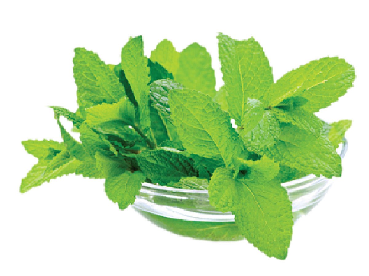 পুদিনা পাতা